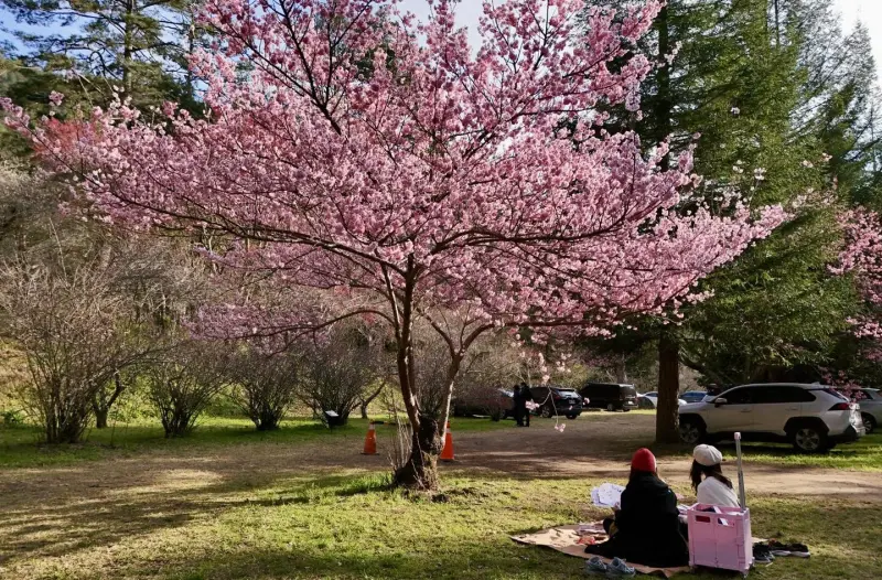 ▲坐在武陵農場櫻花樹下賞花，場宛如置身日本。（圖／翻攝武陵農場臉書，2025.02.26）