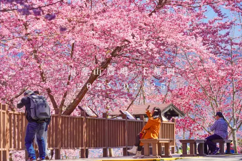 ▲福壽山千櫻園的櫻花也開了，但228連假後會更美。（圖／翻攝福壽山農場臉書，2025.02.26）