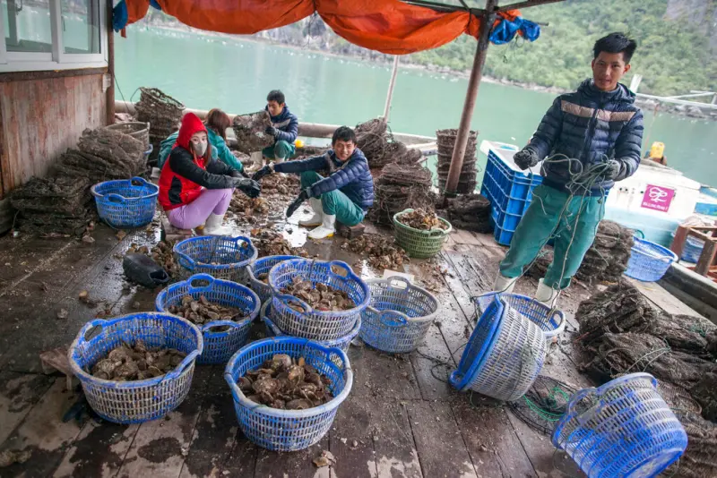 ▲越南是全球農水產品的重要出口國，近來因農藥與抗生素殘留問題頻遭歐盟警告。（圖／美聯社／達志影像）