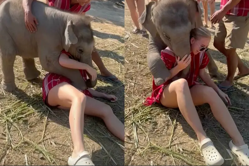 ▲泰國清邁大象保護園區的幼象找美女玩，畫面十分可愛。（圖／翻攝自影片）