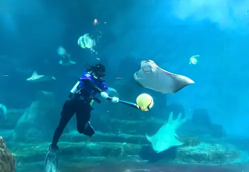 ▲遠雄海洋公園開打「WBC水下經典賽」太有趣。（圖／遠雄海洋公園提供）