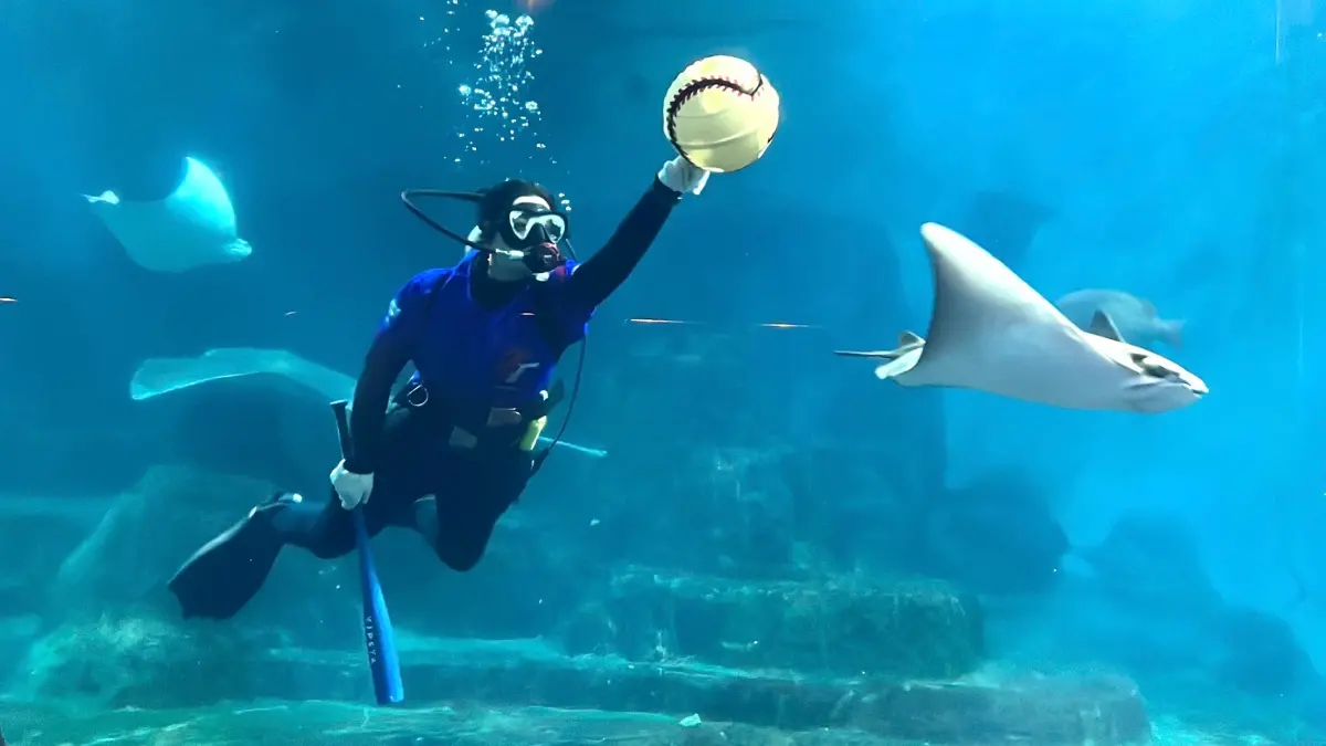 ▲228連假3天全台7大遊樂園門票優惠，劍湖山車牌優惠、六福村對發票半價，野柳海洋世界加碼中華隊晉級優惠，遠雄海洋公園水下WBC經典賽開打，麗寶樂園、義大遊樂世界一覽。（圖／遠雄海洋公園提供）