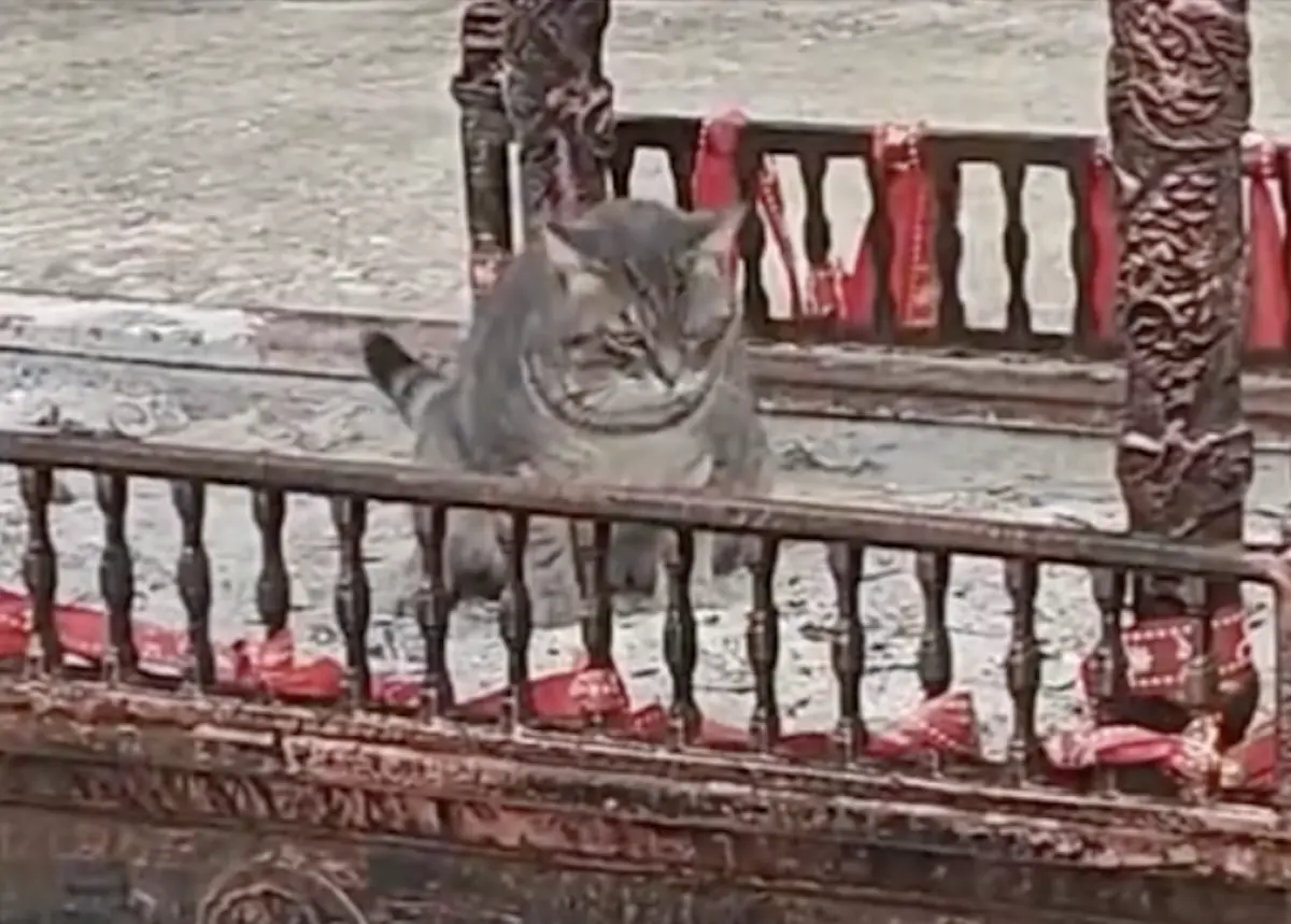 ▲貓咪竟然把廟裡的香爐當成貓砂盆，就這樣大方地在「莊嚴廁所」中解放，影片讓網友全笑翻。（圖／翻攝自微博）