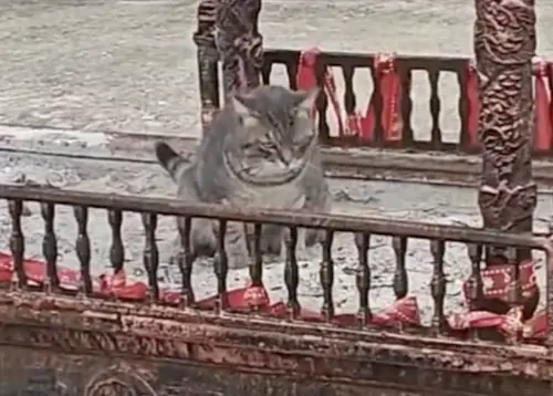 開光貓砂盆？虎斑貓霸氣「蹲香爐解放」　下秒廟方淡定鏟屎
