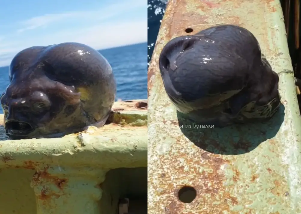 ▲俄羅斯一名漁夫前往太平洋北部進行打撈作業，結果意外捕獲到一條外型巨大的深海怪魚。（圖／@rfedortsov_official_account IG）