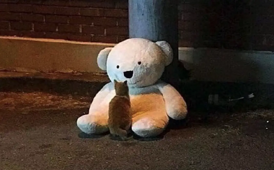 ▲一隻橘白色的浪貓發現被棄置的大白熊娃娃，先是好奇地觀察，接著小心翼翼地爬上去，發現觸感柔軟後，直接窩了下來，緊緊抱住不願離開。（圖／取自X）