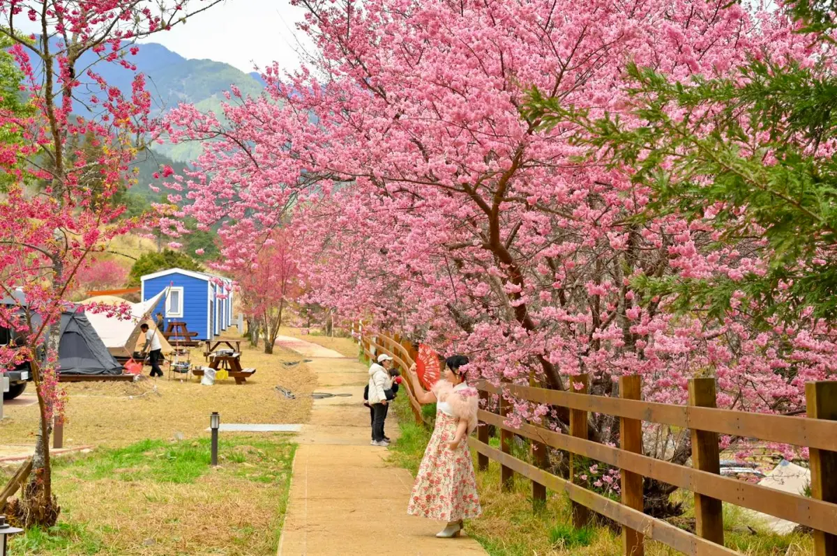 ▲228連假賞櫻行程推薦，武陵農場已經滿開約8、9成，本文整理武陵農場管制、大眾運輸、即時花況等資訊一次看。（圖／取自武陵農場臉書）