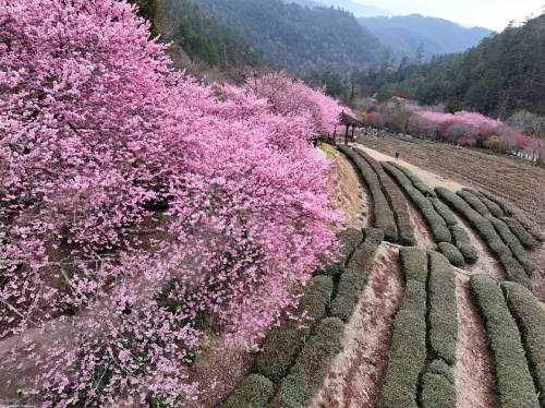 ▲武陵兆豐茶園的櫻花現況。（圖／取自武陵農場臉書）