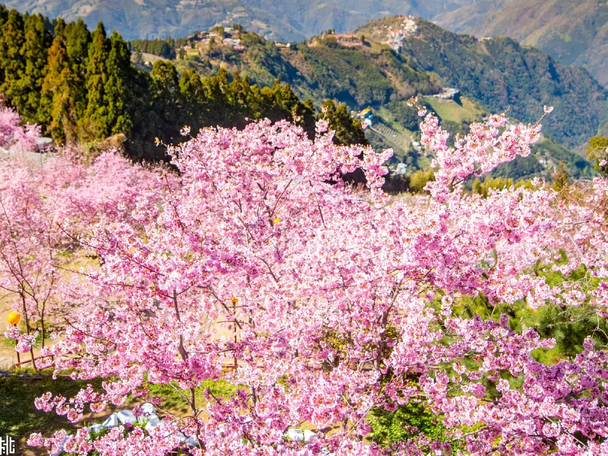 ▲228連假別再擠武陵賞櫻花，桃園北橫櫻花季登場，富士櫻、昭和櫻、吉野櫻、千島櫻等陸續綻放中。（圖／桃園事臉書）