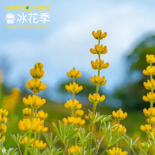 ▲舊時魯冰花被種在田裡或茶樹間，開花後就會被翻出，當成滋養農作物的肥料。（圖／桃園事臉書）