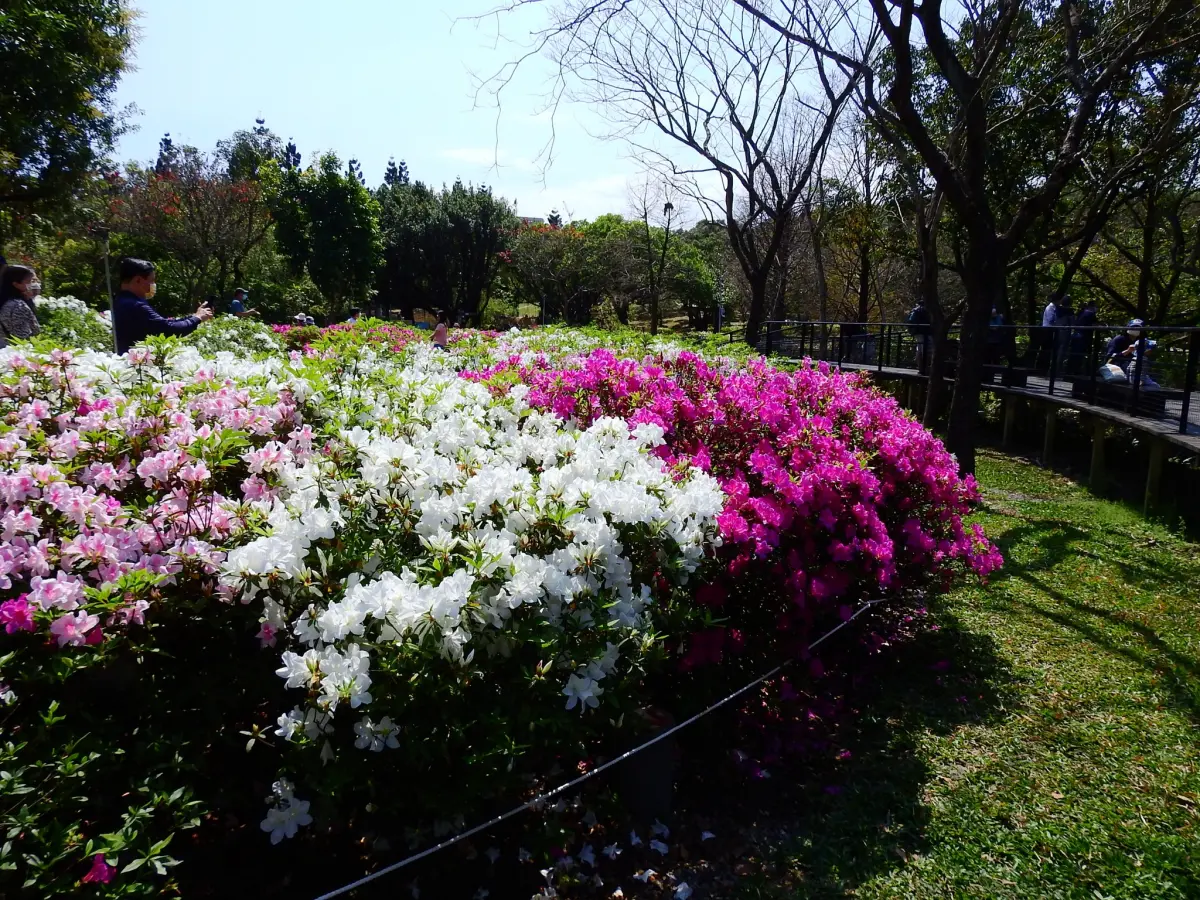 ▲2025年大安森林公園的「台北杜鵑花季」將於明日登場，今年以「心花開、森不息」為主題，明天還有開幕音樂會，此為往年盛況。（圖／取自大安森林公園之友基金會臉書）