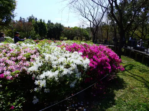 大安森林公園「杜鵑花季」明登場!超美繡球先全開 最佳觀賞期曝