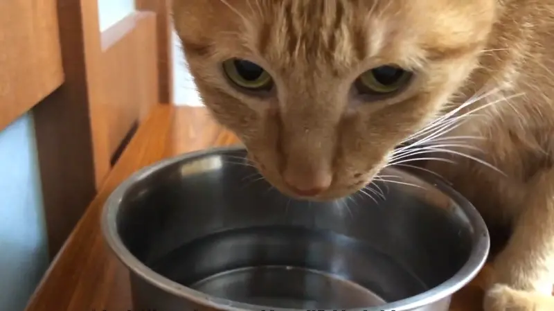▲相較於狗狗，貓咪天生就不愛喝水，因此特別容易陷入缺水狀態。（示意圖／翻攝YT@獸醫蔣蔣話）