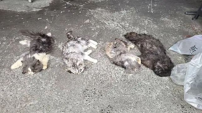 ▲民眾通報光環路發現6具貓屍，清潔隊協助收回貓屍後。(圖／新北市動保處提供)