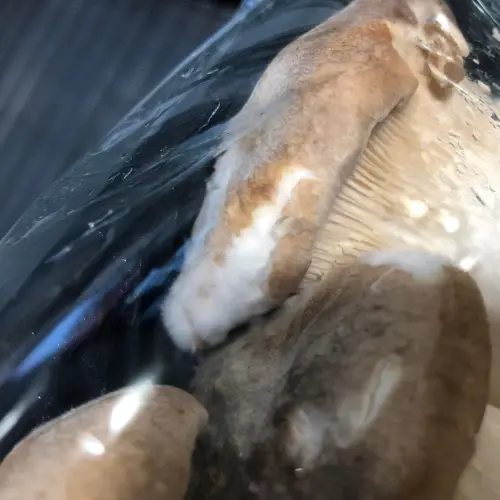 ▲杏鮑菇「長白毛」其實不是發霉，別再把它們丟掉了。（圖／翻攝Costco 好市多商品經驗老實說臉書）