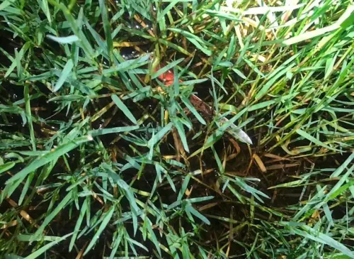 高雄市警察局岡山分局在2023年8月15日晚間11時許獲報,指稱岡山區成功路發生命案,員警到場調查,外籍阮姓女子騎機車,後座載著外籍金姓男友,男友持刀攻擊女友頸部。(圖/翻攝畫面) ▲凶刀丟棄在草叢。(圖/翻攝畫面)