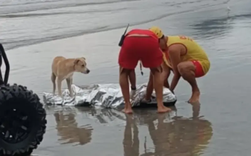 ▲一名無家可歸的男子不幸在海邊溺斃，但他的愛犬始終守在遺體旁不肯離去。（圖／翻攝IG@deolhobc）