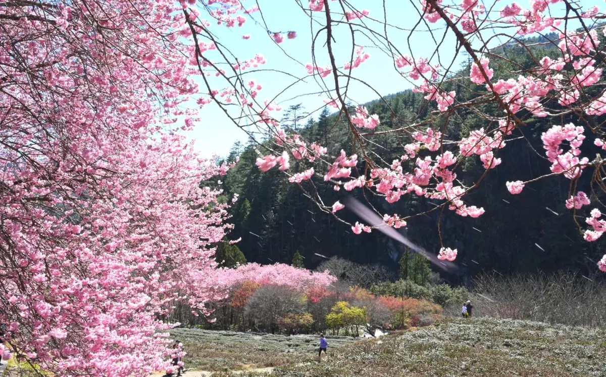 ▲武陵農場最有名的櫻吹雪，拍照時若放慢快門，可拍出櫻花雨的美感。（圖／翻攝武陵農場臉書，2025.03.03）