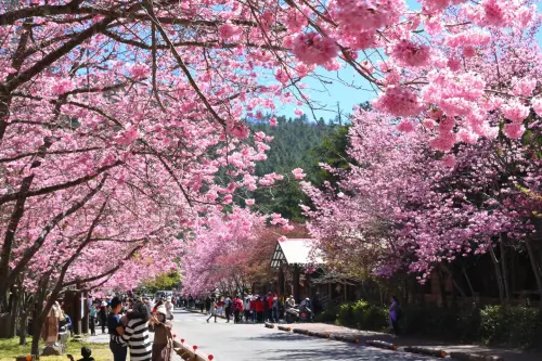 滿山粉櫻飄浪漫花雨!武陵農場人車爆量 下周桃花接力登場 ▲武陵農場的櫻花已經滿開,現在正是最美的時候。(圖/翻攝武陵農場臉書,2025.03.03)