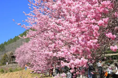 滿山粉櫻飄浪漫花雨!武陵農場人車爆量 下周桃花接力登場 ▲武陵農場的兆豐茶園區人潮如織,枝頭的粉嫩花朵與茶園交織成壯麗景色。(圖/翻攝武陵農場臉書,2025.03.03)