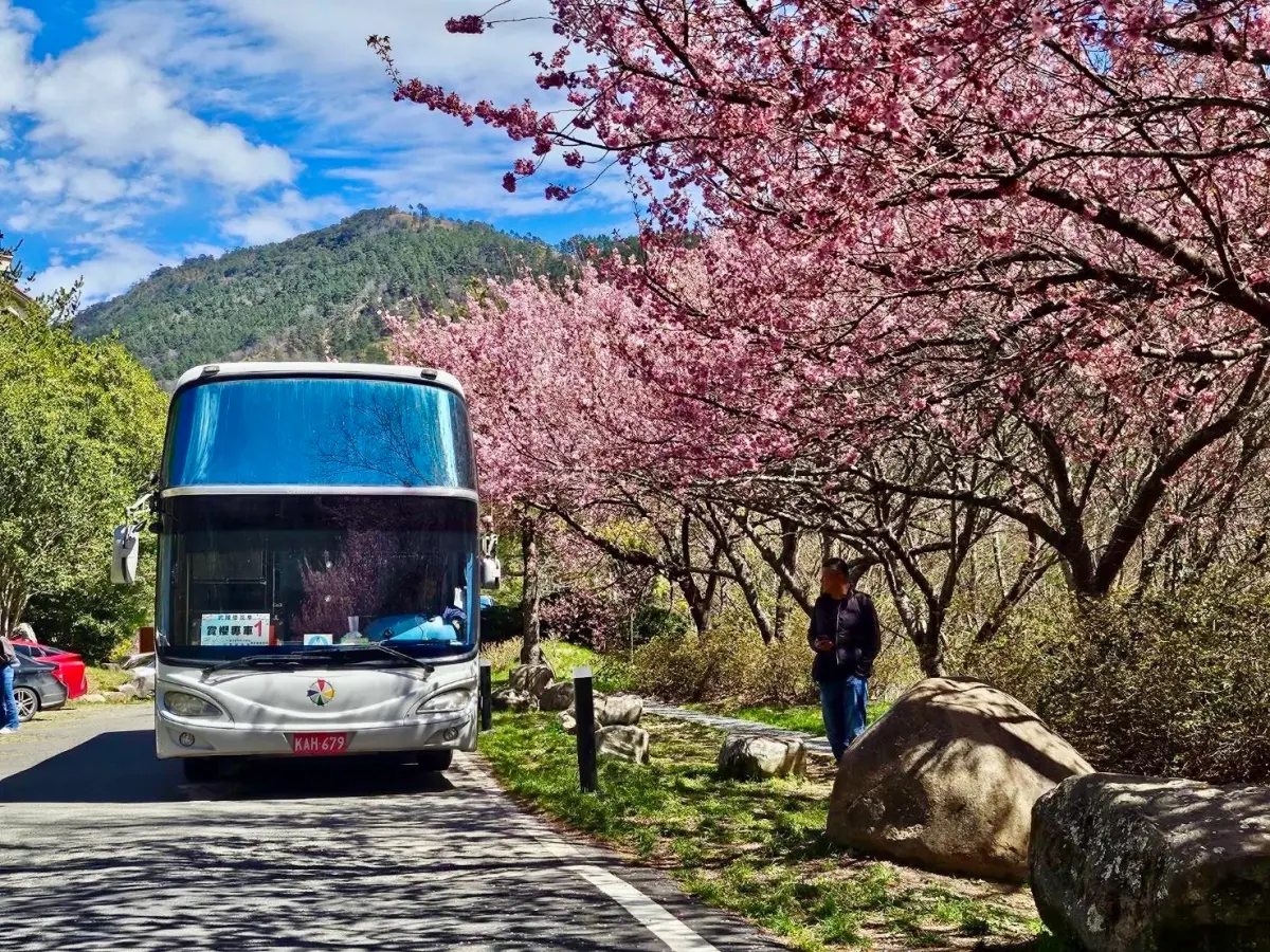 ▲武陵花季交通聯票開賣4天即完銷獲好評，遊客希望明年擴大交通聯票銷售量(圖／交通局提供2025.3.3)
