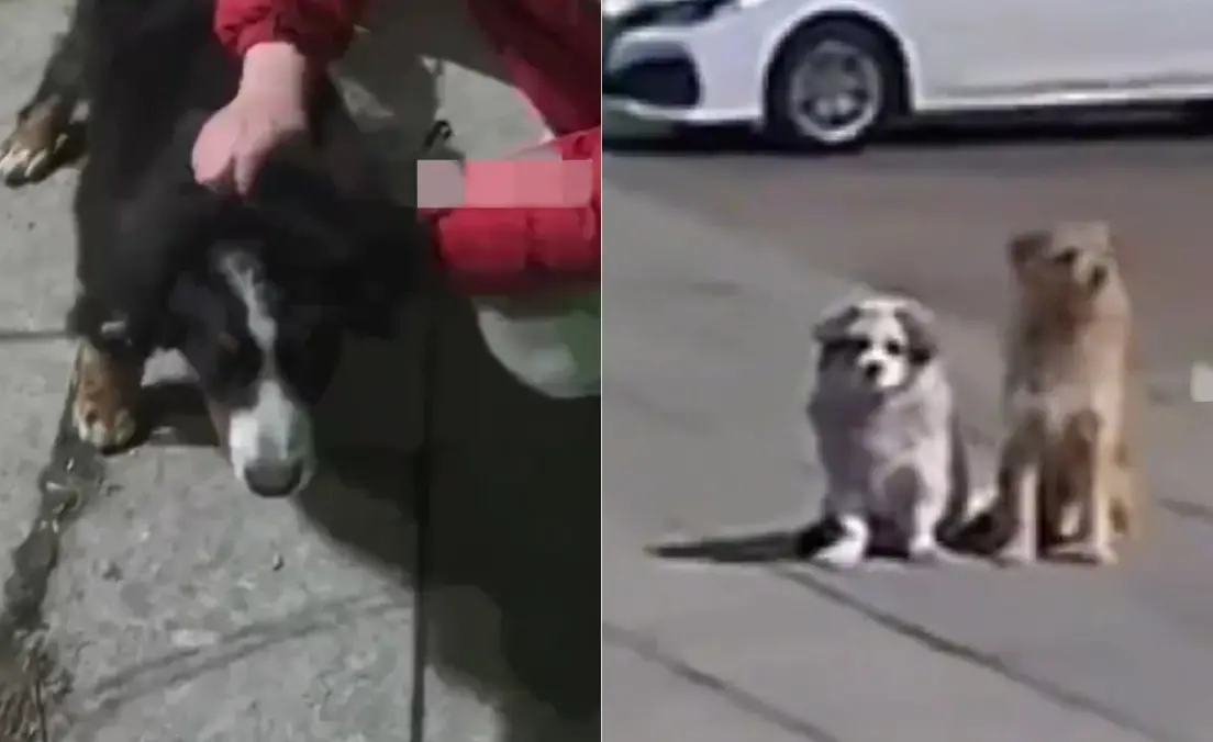 ▲愛犬走失竟然被2隻流浪狗收養！大陸一名飼主的愛犬走失2天後，發現時竟然被另外2隻浪浪照料著，讓他當場感動落淚。（圖/微薄）