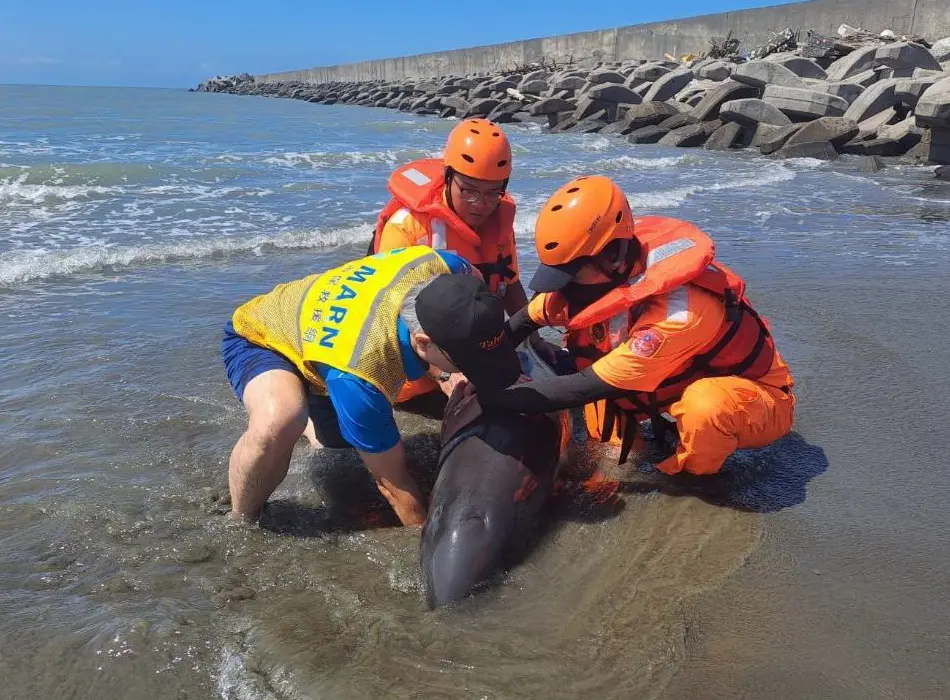 ▲海洋委員會海洋保育署籲發現海洋保育類野生動物擱淺應請求支援。(圖／海洋保育署提供)