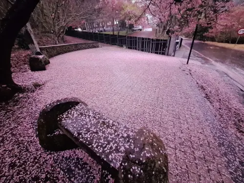 因為今天下午的強降雨,武陵農場盛開的櫻花大量被雨水拍落,形成絕美的櫻花毯。(圖/武陵農場提供) ▲因為今天下午的強降雨,武陵農場盛開的櫻花大量被雨水拍落,形成絕美的櫻花毯。(圖/武陵農場提供)