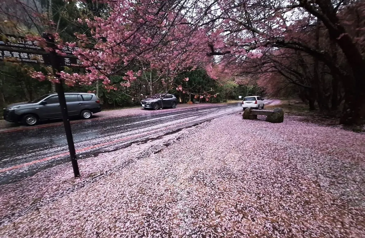 ▲一日風雨過後，武陵農場地面舖滿粉紅櫻花毯，浪漫中帶著淒美氣息。（圖／武陵農場提供，2025.03.04）