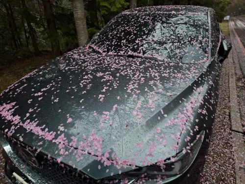 ▲停在樹下的轎車，整車妝點著粉紅落英。（圖／武陵農場提供，2025.03.04）