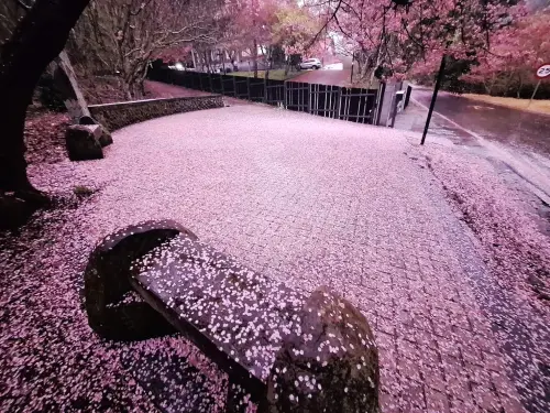 ▲一日風雨過後，武陵農場地面舖滿粉紅櫻花毯，浪漫中帶著淒美氣息。（圖／武陵農場提供，2025.03.04）