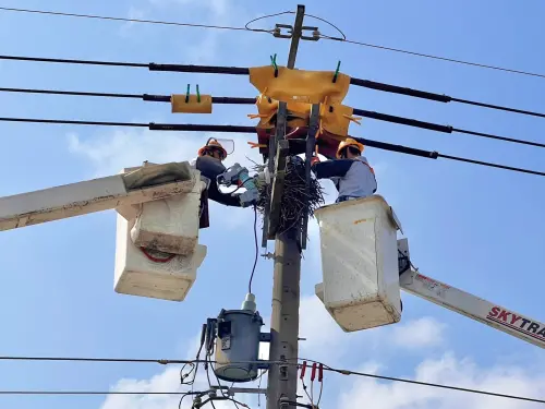 「驚蟄」飛禽走獸出沒 台電出動逾4000人強化供電穩定