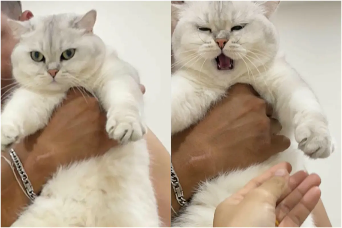 ▲泰國一隻白貓因為被其他人碰觸，而不滿「咆哮」。（圖／翻攝自影片）