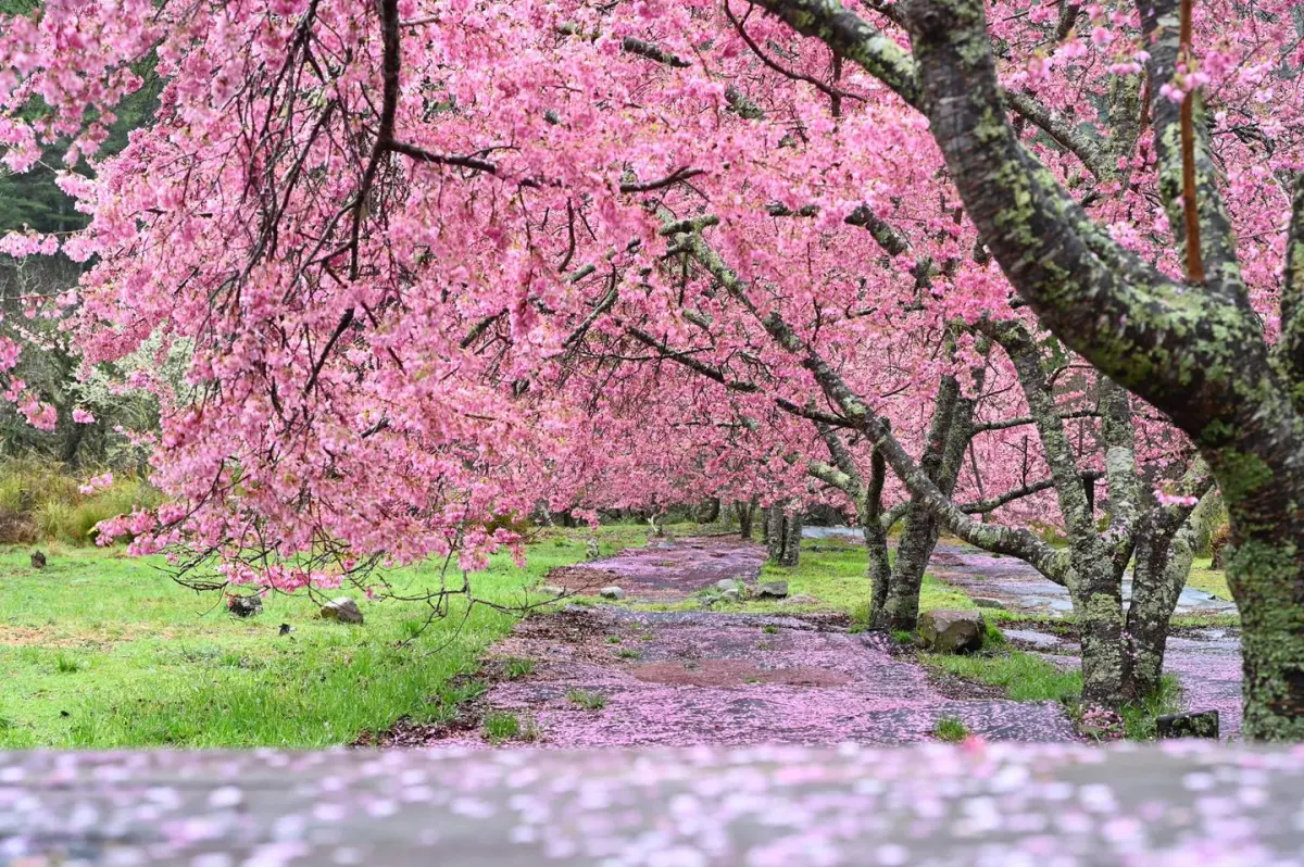 ▲掉落的花瓣將武陵農場步道妝點成浪漫的粉紅色，枝頭花朵更添嬌艷。（圖／翻攝武陵農場臉書，2025.03.06）