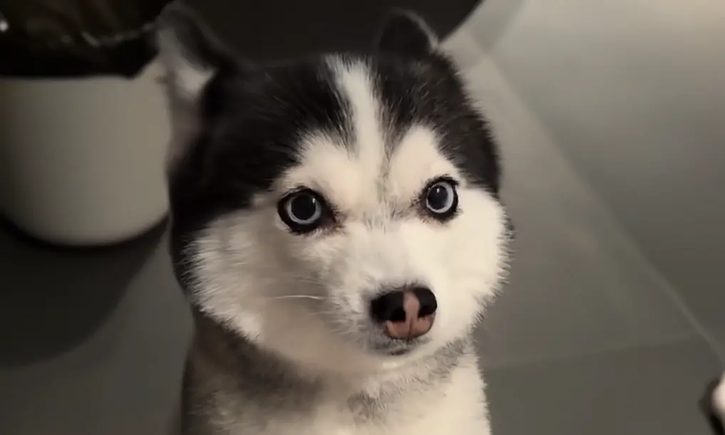 ▲依據我國現行《動物傳染病防治條例》規定，如未每年接種狂犬病疫苗，可裁處3萬元至15萬元罰鍰。（圖／資料畫面）