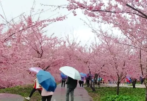 ▲遊客撐著傘在福壽山農場的千櫻園裡賞花。（圖／翻攝福壽山農場臉書，2025.03.06）