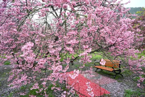 ▲武陵農場淡粉色的櫻花瓣旋落在地上、椅子上，雨中更添浪漫。（圖／翻攝武陵農場臉書，2025.03.06）