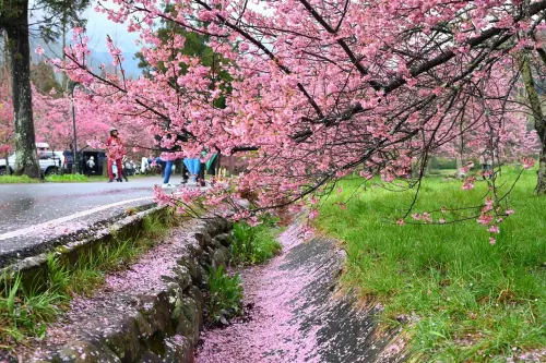 超狂櫻花!挺過冰雹暴風雨依舊美呆 「遠得要命農場」值得衝一波 ▲武陵農場淡粉色的櫻花瓣旋落地上、山溝,雨中更添浪漫。(圖/翻攝武陵農場臉書,2025.03.06)