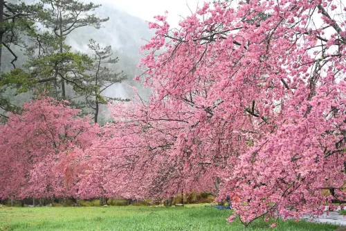 ▲下過兩天的雨，武陵農場櫻花明媚動人，遠方山嵐更添幾分仙氣。（圖／翻攝武陵農場臉書，2025.03.06）