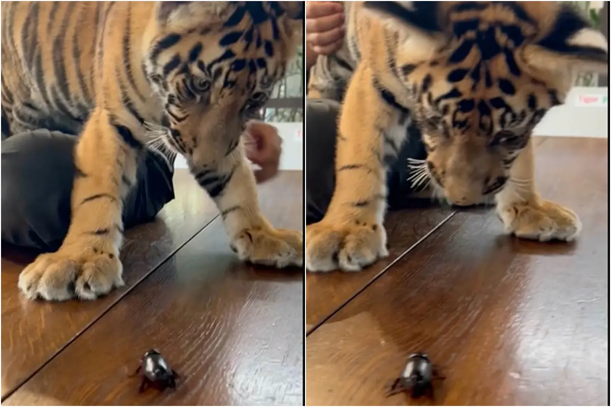 ▲泰國動物園的老虎看到蟲感到害怕。（圖／翻攝自影片）