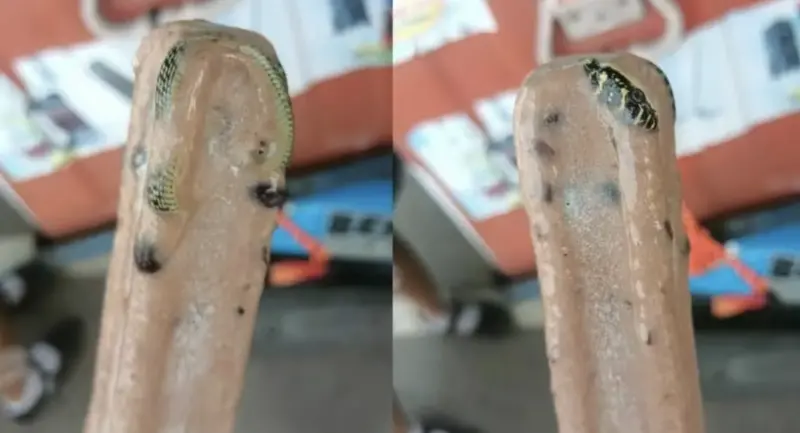 ▲泰國男子在冰淇淋攤販購買的黑豆冰棒中，驚見一條完整的小蛇冰封在內。（圖／翻攝自臉書）