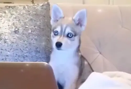 ▲ ▲