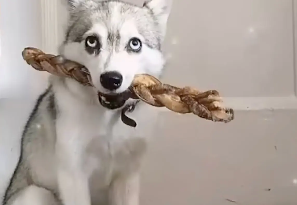 ▲哈士奇跟吉娃娃交配生下的小孩長怎樣？「哈吉米」長大模樣在網路上引起不少狗奴笑翻。（圖/Tik Tok）