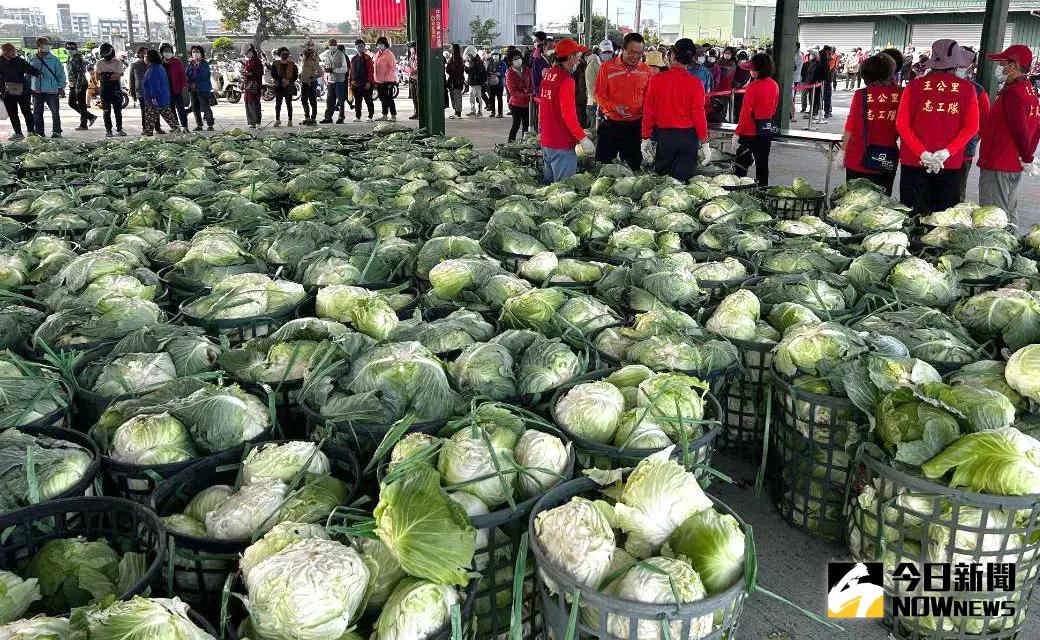 ▲高麗菜去年因為超種問題，還被農業署警示，產地價在過年後還是持續下跌，最低單顆只要5元至10元，非常的便宜。(圖／記者黃守作攝)