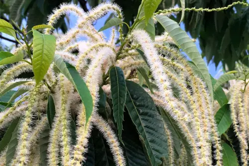 ▲栗子花。（圖／日本笠間台灣辦事處臉書）