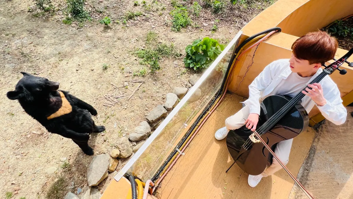 ▲ 有工讀生稱號且一「站」成名的黑熊「波比」起身享受「綠龍與他的大提琴」為牠演奏的琴聲。（圖／高市府觀光局提供）