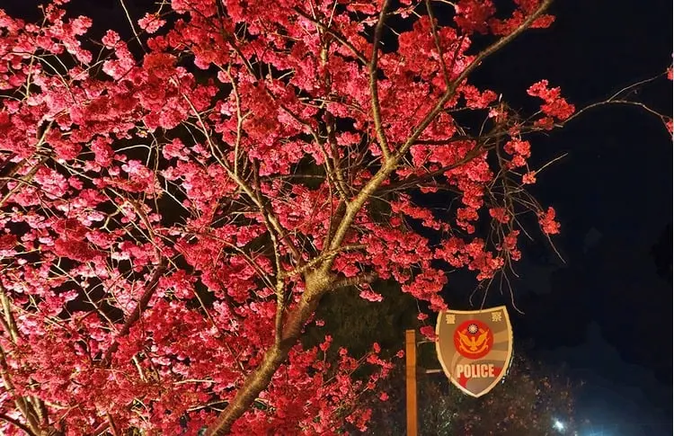 ▲泰安派出所旁櫻花盛開，所長卻在繁華盛開時暗然下台（圖/吃貨瑪莉）
