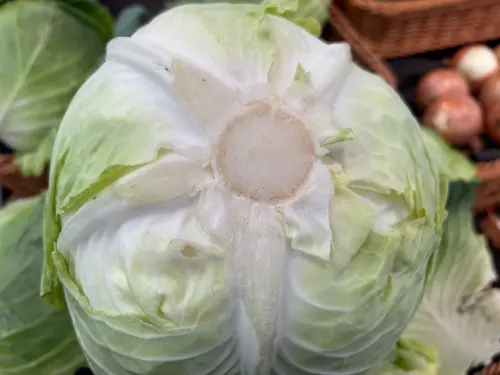 ▲原PO媽媽在地上擺放兩個裝水的小碗，將高麗菜根部朝下對準碗口架好，就這樣以簡單方式水養，2週後切開依然清脆新鮮。（圖／記者徐銘穗攝）