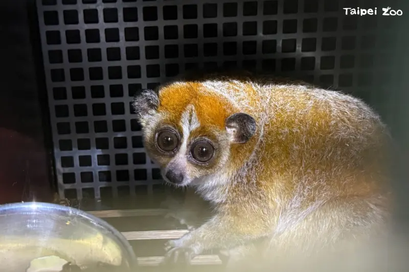 ▲一隻可愛的小懶猴「Chö」從捷克俄斯特拉發動物園踏上旅途，終於在3月5日抵達台灣。（圖／台北市立動物園）