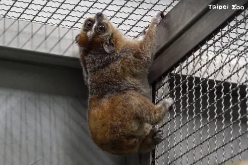 ▲「Chö」從還在適應台灣的環境當中。（圖／台北市立動物園）